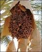 البلح