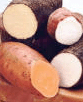 البطاطا الحلوة